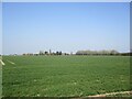 Autumn sown crop off Punchbowl Lane in PE20 3SB