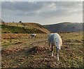 Ponies on the Long Mynd at Plush Hill in SY6 6JZ