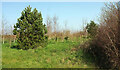 Young woodland by Waddeton Road in TQ4 7FU