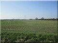 Fields off Low Road, Wyberton in Wyberton