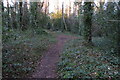 Path through Ling's Wood in NN3 8PE