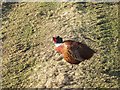 Winged pheasant in PH10 7JZ