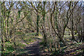 Blagdon Hill : Woodland in TA3 7SF