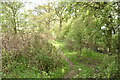 Wooded footpath in TN27 8JJ