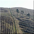 Newly planted hillside, Maller Hill in PH3 1PR