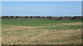 Oilseed rape near Littlehoughton in NE66 3JZ