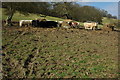 Cattle feeding below Dixton Wood in GL52 9RB