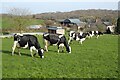 Holstein Friesian cattle  in HR2 8BA
