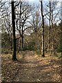 Path through Cringlebarrow Wood in The Yealands