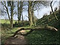 Fallen tree on Offa's Dyke Path in NP16 7NG