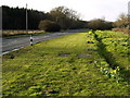 Daffodils beside the A320 in GU3 3SB