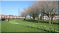 Daffs off Netherton Lane, Bedlington in NE22 6PD
