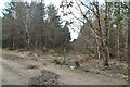 Track junction, Great Wood in TN33 0RL