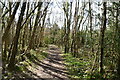 Footpath in Great Wood in TN33 0RL