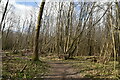 Footpath in Great Wood in TN33 0TJ