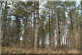Conifers, Great Wood in TN33 0TF