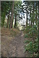 Footpath in conifers in TN33 0RB