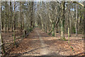 Bridleway through the trees in HP16 9PF
