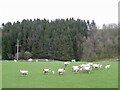 Sheep, Walton Park in DG7 3DD