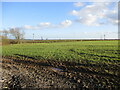 Arable  fields  planted  with  overwintering  crop south  of  Kilham in YO25 4ST