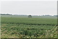 Arable landscape in Lolworth