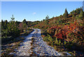 Forest track by Balchraggan in IV3 8LD