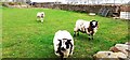 Rams in field at Greengillfoot, Inglewood Road in CA11 8RP