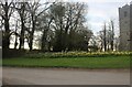 Daffodils by All Saints' Church, Rickling in CB11 3YL