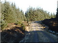 Forestry road near Hayfield Knowe in DG2 8DZ