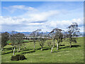 Birch trees on north side of Mailer Hill in PH2 0AX