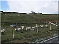 Sheep near Scourie Bay in IV27 4TG