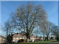 Large tree, Thorne Road, Doncaster in DN2 4PE