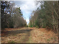 Forest Track near Crowthorne in RG45 6LJ