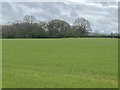 Newly-sown arable field in SY4 5TP