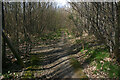 Intersection of footpaths in Whitehorse Wood in ME19 5EW