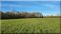 Field south of Great Nightingales Copse in RG27 9FR