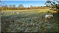 Sheep field near Home Farm in RG27 9BD