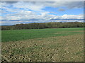 Autumn sown crop and Oldmoor Wood in NG9 3QQ