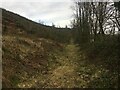 Forestry track near Cynghordy in Llanfair-ar-y-Bryn Community