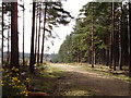 Track through Swinley Forest in RG40 3DR