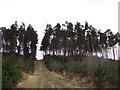 Wagbullock Hill in Swinley Forest in RG40 3DR