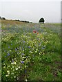 Wild flower meadow at Otterspool Promenade in L19 3RY