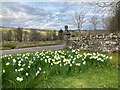 Daffodils by Fodderty Cemetery car park in IV15 9UE