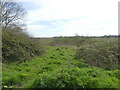 Grassy track through brambles in NR12 0TL