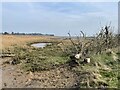 Reedbeds at Hazlewood Marshes Nature Reserve in IP15 5PJ