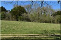 Uphill view to Cunnigar Copse in SO20 6JX