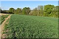 Path through field at Berry Court Farm in SO20 8EU