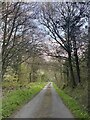 Woodland road to Cefn Fedw in SA19 9SA