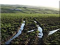 Field and sheep near Trelay in EX23 0NJ