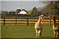 Alpacas and oast house in TN12 9SH
